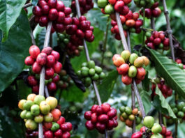 Destina AGRICULTURA más de 30 mdp para proteger zonas cafetaleras en 2026
