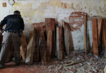 Por comercializar madera protegida, FGR detiene a una persona durante un cateo en Tlacotalpan