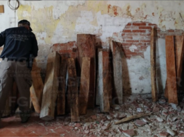 Por comercializar madera protegida, FGR detiene a una persona durante un cateo en Tlacotalpan