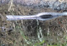 Acusan ecocidio de Pemex en Coatzintla; suman cuatro derrames de crudo
