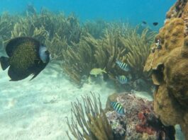 Acusan simulación en protección al arrecife veracruzano; Semar y Semarnat ignoran fallo de la Corte