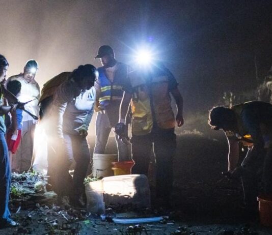 Protege Veracruz la migración del cangrejo azul con la Cangrejeada 2026