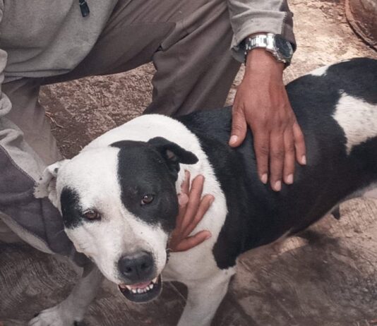 En picada el apoyo ciudadano para refugios en Veracruz; maltrato animal va al alza
