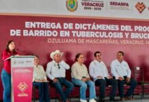 Con barrido sanitario, certificada la competitividad de la ganadería veracruzana: Gobernadora