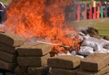 Encabeza Gobernadora destrucción de casi 800 kilos de drogas aseguradas en Veracruz