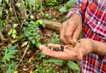 Productores de Coatepec acusan competencia desleal