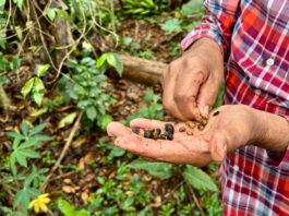 Productores de Coatepec acusan competencia desleal
