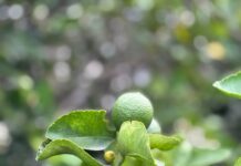Reportan baja en exportaciones de café y cítricos durante junio