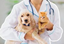 Del discurso a la acción: el reto del bienestar animal en Veracruz / Enrique Yasser Pompeyo