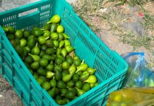 Buscan gestionar apoyos para productores de Higo en Tatatila