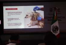 Presenta Ayuntamiento siete denuncias por maltrato animal y fortalece acompañamiento ciudadano