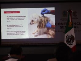 Presenta Ayuntamiento siete denuncias por maltrato animal y fortalece acompañamiento ciudadano