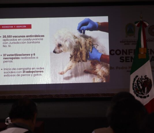 Presenta Ayuntamiento siete denuncias por maltrato animal y fortalece acompañamiento ciudadano