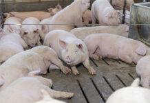 Gana Altosano Granjas Carroll Premio ROI Award 2026 en Smithfield Foods