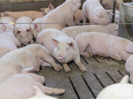 Gana Altosano Granjas Carroll Premio ROI Award 2026 en Smithfield Foods
