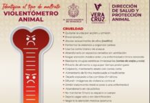 Resguarda Ayuntamiento de Veracruz dos caninas tras reporte por presunto maltrato animal