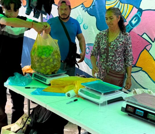 Productores de Tatatila rematan su cosechas en Xalapa por desplome de precios y falta de apoyos