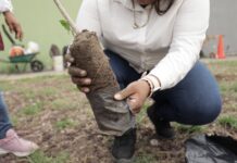 La ciudad de Veracruz se suma a la Jornada Nacional de Reforestación 2026