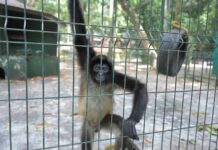 Fortalece Ayuntamiento de Veracruz el cuidado de los animales del Parque Miguel Ángel de Quevedo