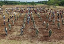 Veracruz se suma a la Jornada Nacional de Reforestación con 370 mil plantas en Acayucan