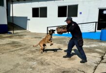 La Policía Municipal fortalece su Unidad Canina con certificación de agentes K9