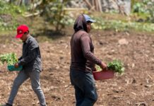 Peligra producción de cempasúchil para Día de Muertos por sequía
