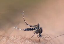 Veracruz, segundo lugar nacional por contagios de dengue