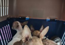 Rescatan a 43 perros en criadero clandestino, en Xalapa