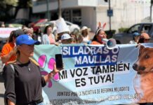 Marchan en Xalapa contra crueldad animal