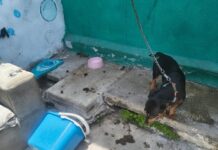 Resguarda Ayuntamiento de Veracruz a canino en situación de riesgo en zona norte de la ciudad