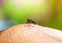 Registra Veracruz 561 casos confirmados de dengue; reportan 2 defunciones