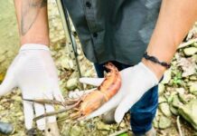 Reportan mortandad de acamayas en afluentes de Ixhuatlán de Madero