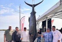 Sorprende con marlín de 181.6 kilos el arranque del Torneo GulfMarine 2026