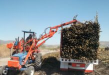 Veracruz, líder en producción cañera: Sader