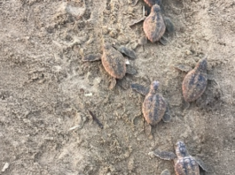 Nace tortuga caguama en la Reserva de la Biosfera Los Tuxtlas
