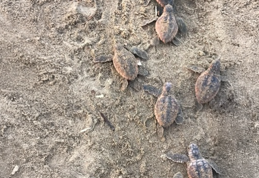Nace tortuga caguama en la Reserva de la Biosfera Los Tuxtlas