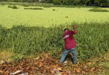 Retira Ayuntamiento de Veracruz más de 100 toneladas de residuos en lagunas de la ciudad