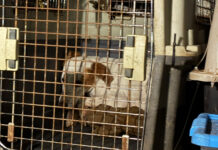 Sedema fortalecerá a municipios con insumos para esterilización y adopción animal