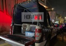 Rescatan a manada de perros víctimas de crueldad y presuntos rituales satánicos en Xalapa