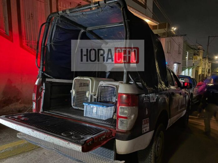 rescate perros (2)