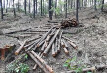 El problema de la reforestación en Veracruz / Hora cero