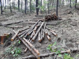 El problema de la deforestación en Veracruz / Hora cero