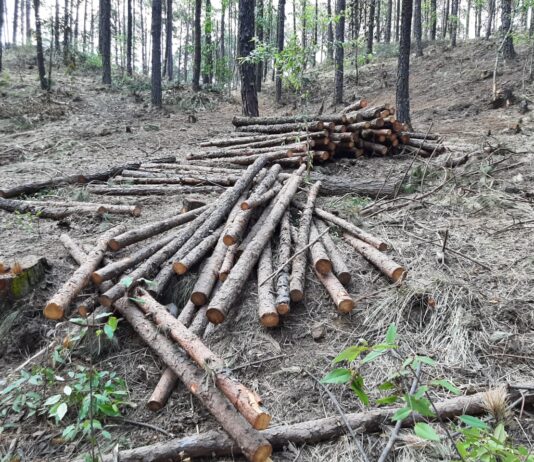 El problema de la deforestación en Veracruz / Hora cero