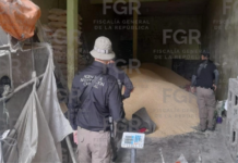 Asegura FGR un predio relacionado con el robo de transporte y recuperaron 22 toneladas de maíz en Sayula