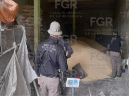 Asegura FGR un predio relacionado con el robo de transporte y recuperaron 22 toneladas de maíz en Sayula