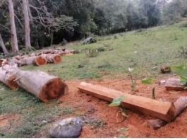 Denuncian tala e incendio intencional en el municipio de Banderilla