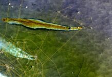 Nuevo derrame petrolero en el Golfo de México; contaminación podría llegar a costas veracruzanas