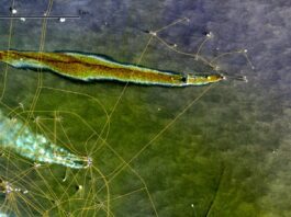Nuevo derrame petrolero en el Golfo de México; contaminación podría llegar a costas veracruzanas