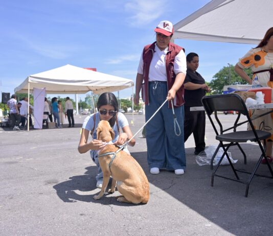 Fortalece Ayuntamiento de Veracruz la salud y protección de animales de compañía en Jornada Nacional de Vacunación 2026
