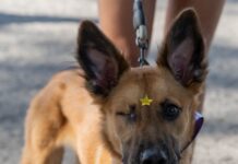 Carrera y caminata Dejando Huella recaudó más de dos toneladas de alimento para albergues de animales